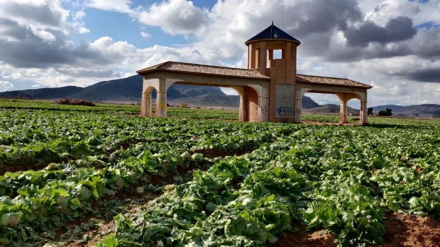 Denuncian el abandono de lechugas en Jumilla regadas con un acuífero sobreexplotado