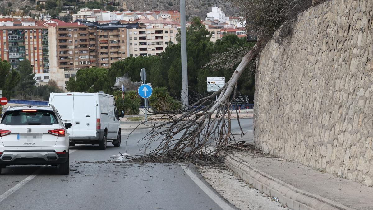El viento derriba un árbol en la N340 a la entrada de Alcoy