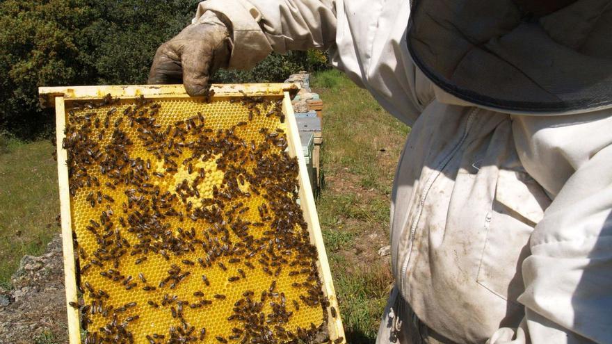 Apicultores sin miel en Zamora: el oficio rural se desploma en la provincia