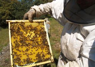Apicultores sin miel en Zamora: el oficio rural se desploma en la provincia