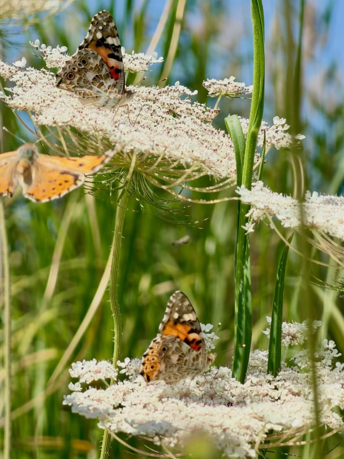 Dos lepidópteros reponen fuerzas sobre las flores.