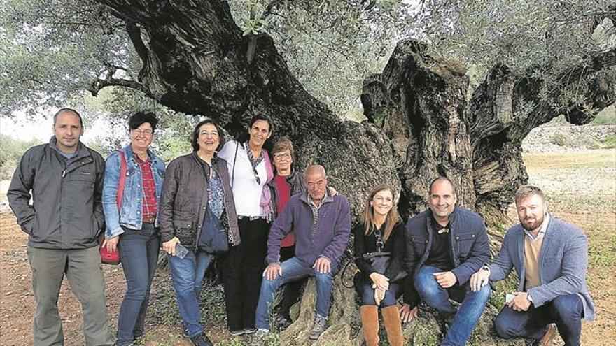 Los olivos milenarios de Castellón aspiran a ser patrimonio mundial