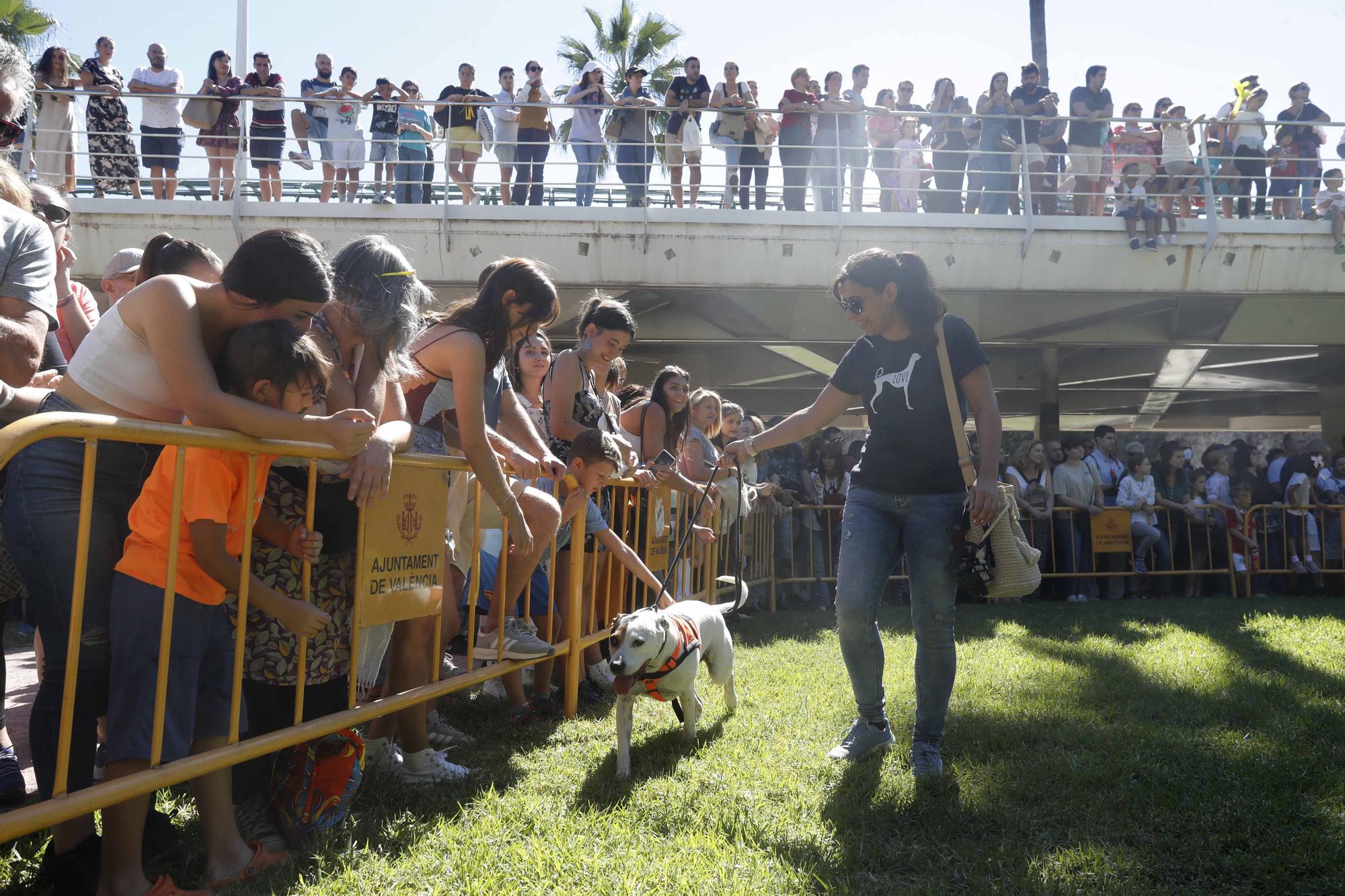 La Feria Animalista de València, en imágenes