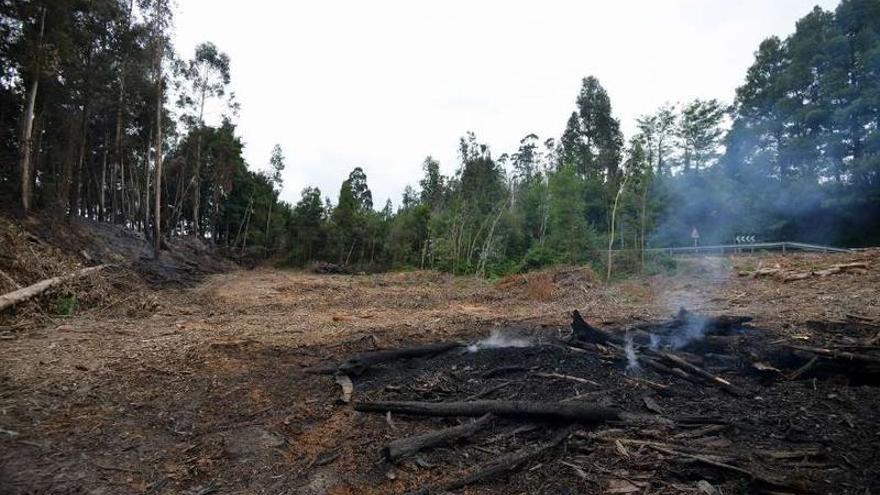 Zona afectada por el incendio forestal.