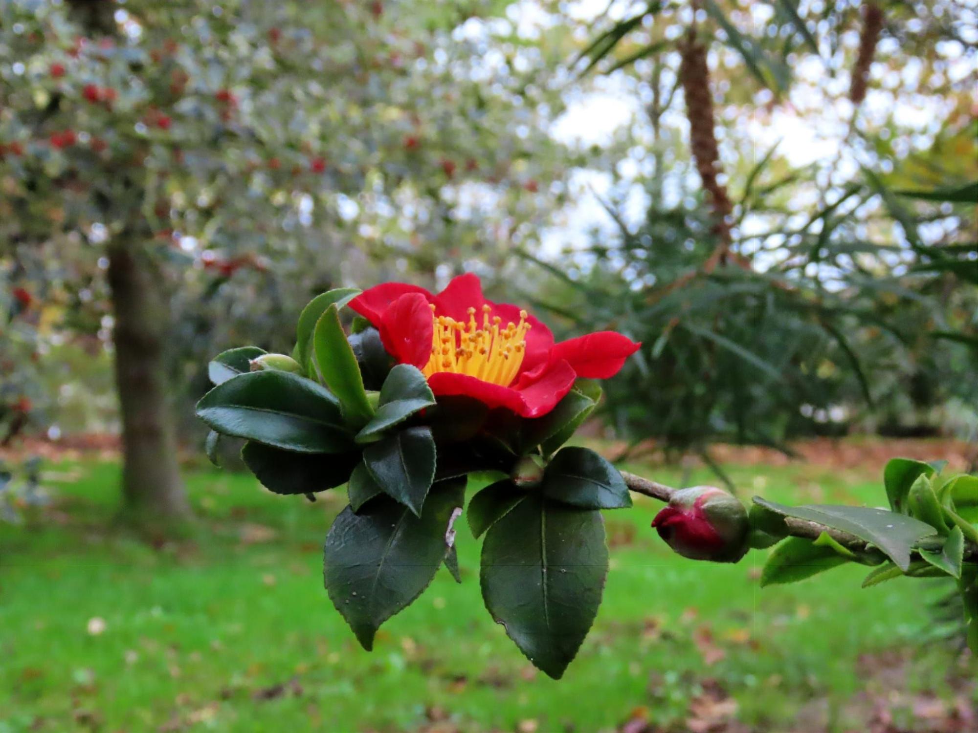 San Justo, paraíso de las camelias en Villaviciosa