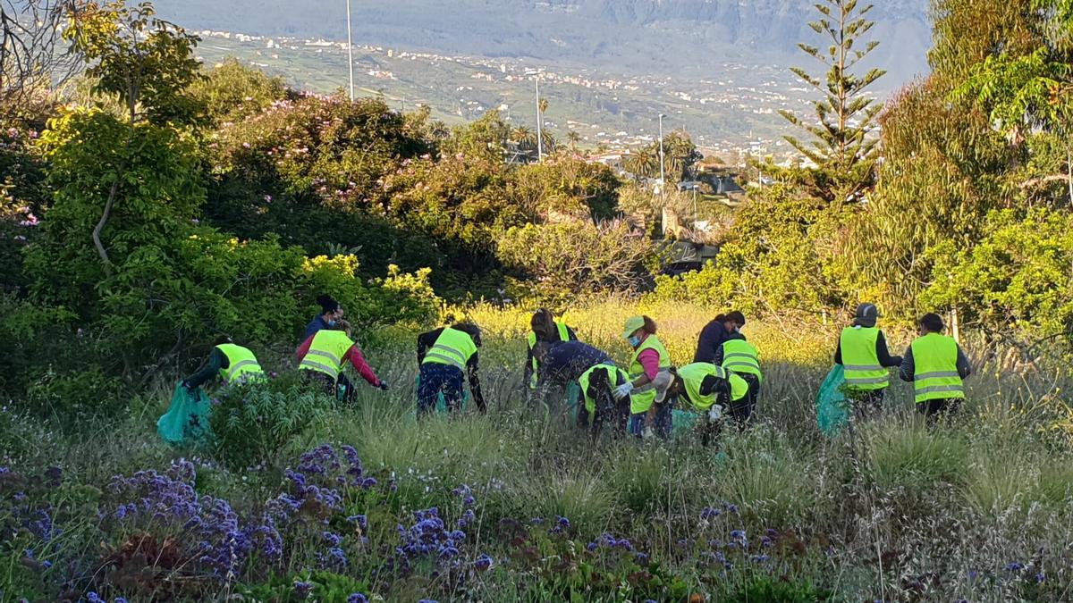 Labores de control del rabo de gato en La Orotava