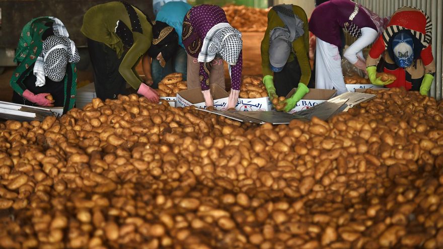Sorpresa: el antepasado de la patata es el tomate