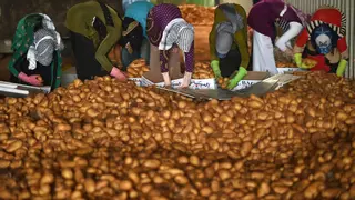 Sorpresa: el antepasado de la patata es el tomate