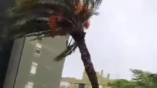 Una palmera se desploma en mitad de una urbanización, debido a las fuertes lluvias y rachas de viento en Sevilla