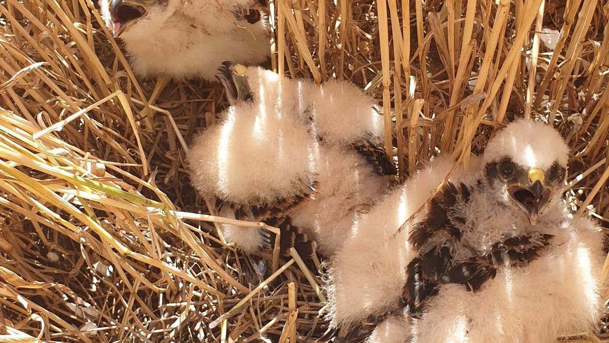 Crías de aguilucho cenizo, en medio de un campo de cereales.