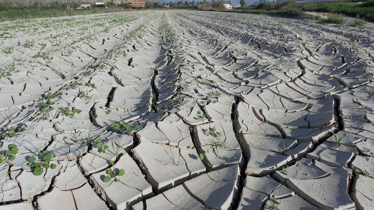 La sequía amenaza al campo.