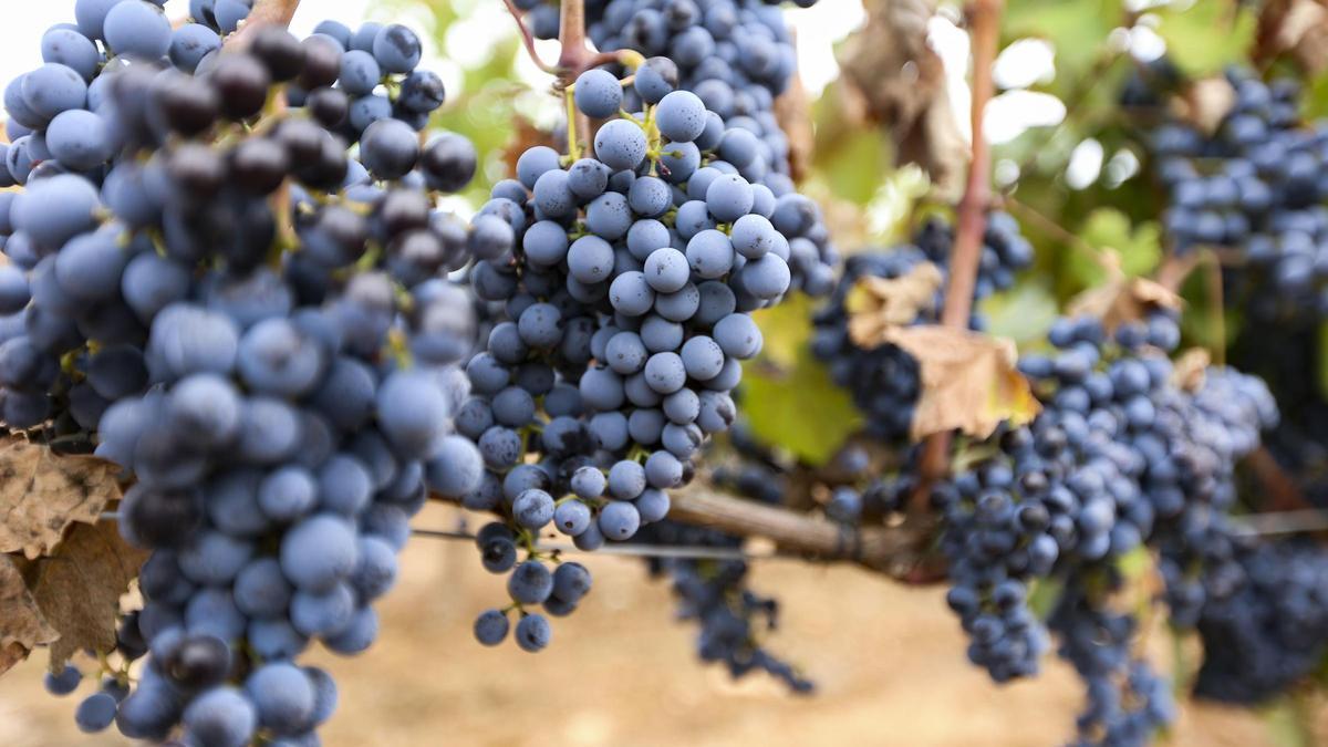 La uva del Vinalopó ofrece excelentes vinos