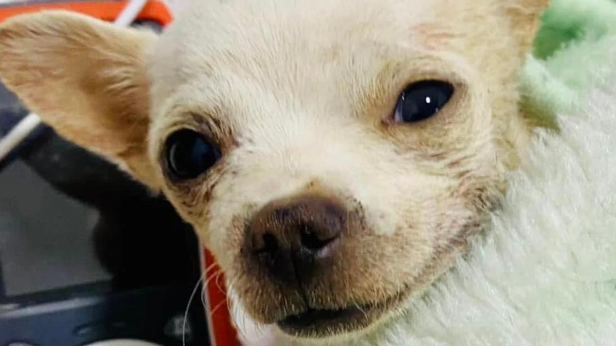 Muere Pinky, un chihuahua que defendió su casa de unos ladrones