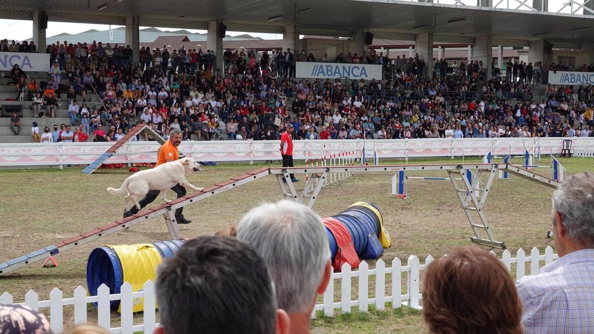 Entre las actividades caninas de este año destacan: propuestas como la Copa Federación Abanca Semana Verde de agility, propuestas del Can de Palleiro, el Concurso Nacional Canino de belleza o nuevas exhibiciones de mondioring y de la Unidad Cinológica del Tercio Norte de Infantería de Marina. 