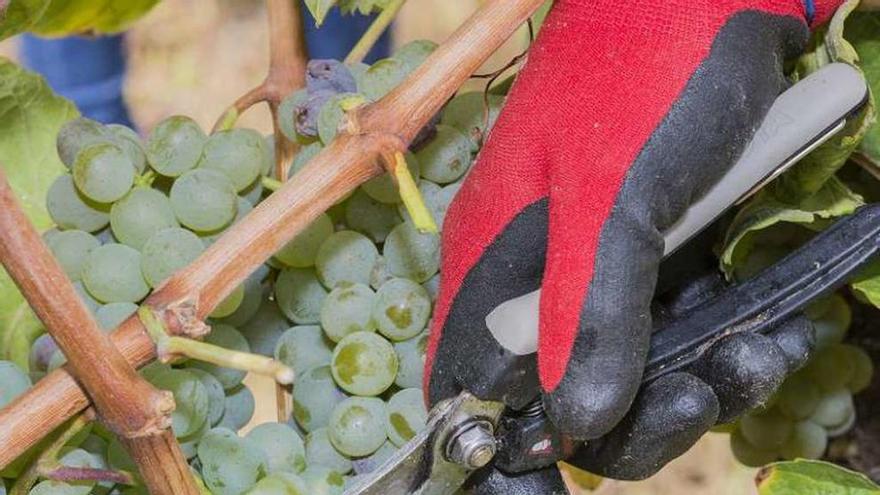 Estado de las uvas en el valle de Monterrei. // FdV