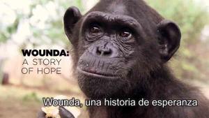 Nou i sorprenent capítol en la història de la ximpanzé Wounda, rescatada, rehabilitada i reintroduïda a la selva de Congo per l’Institut Jane Goodall.