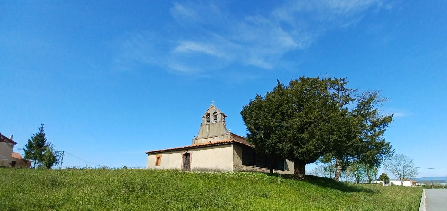 Siglos de historia en el paisaje: así son los tejos más destacados de Llanera