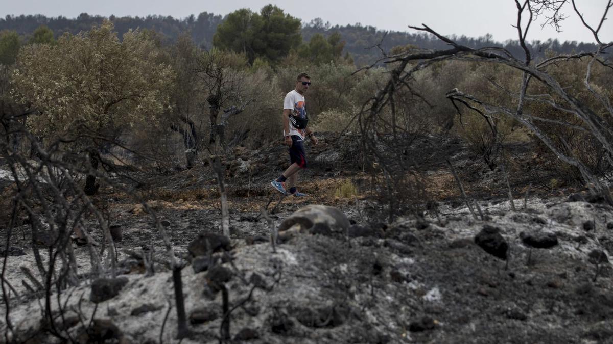 Javier, un vecino de la aldea, 
camina entre los olivos 
arrasados por el incendio.  fernando bustamante