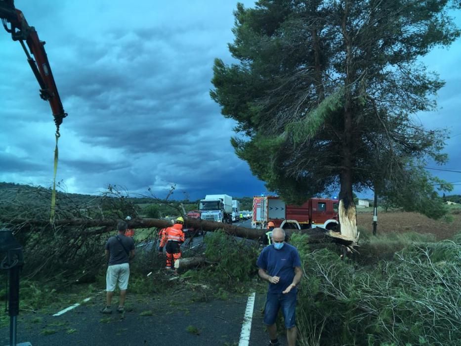 Árbol caído en la carretera entre Manacor y Sant Llorenç.