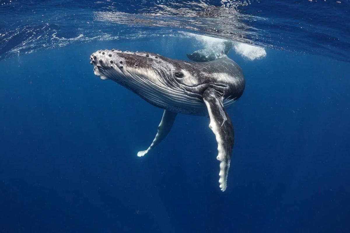 Un ejemplar de ballena azul, el mayor animal de la Tierra