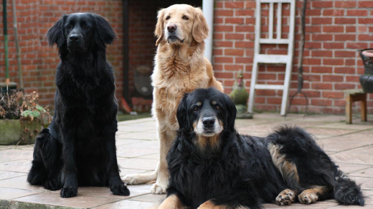 Tres ejemplares de perros hovawart en diferentes colores.