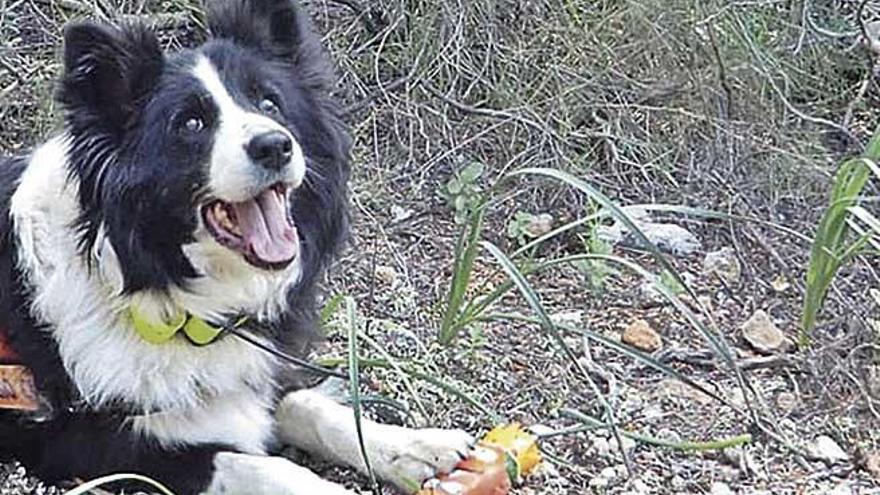 Bruna, la perra de Protección Civil de Escorca fallecida esta semana.