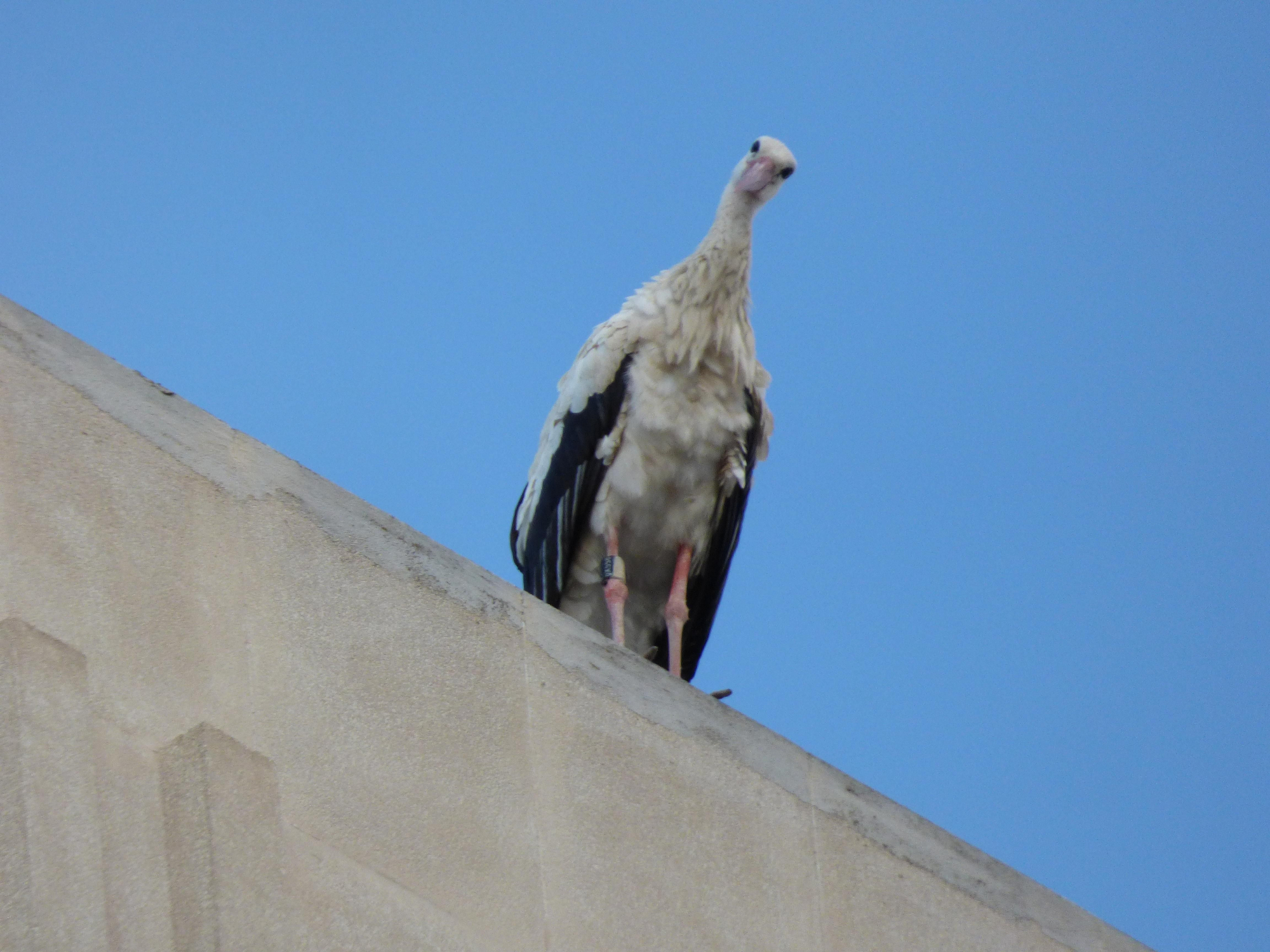 Un estol de cigonyes fa parada a Figueres