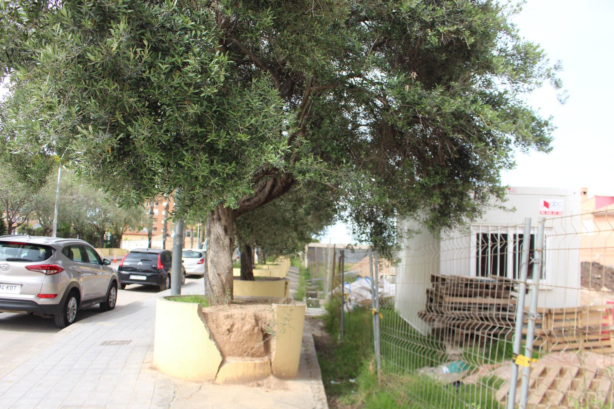 Los desbordados olivos de Castellar-Oliveral