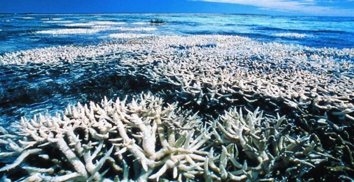 La comunidad científica se moviliza para luchar contra la acidificación del mar