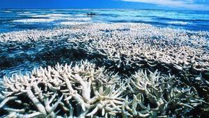 Corales de la Gran Barrera blanqueados por la acidificación del agua.