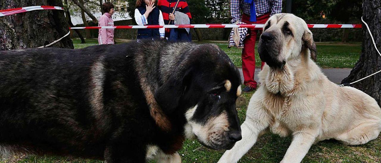 Dos perros mastines en un parque infantil en Avilés.