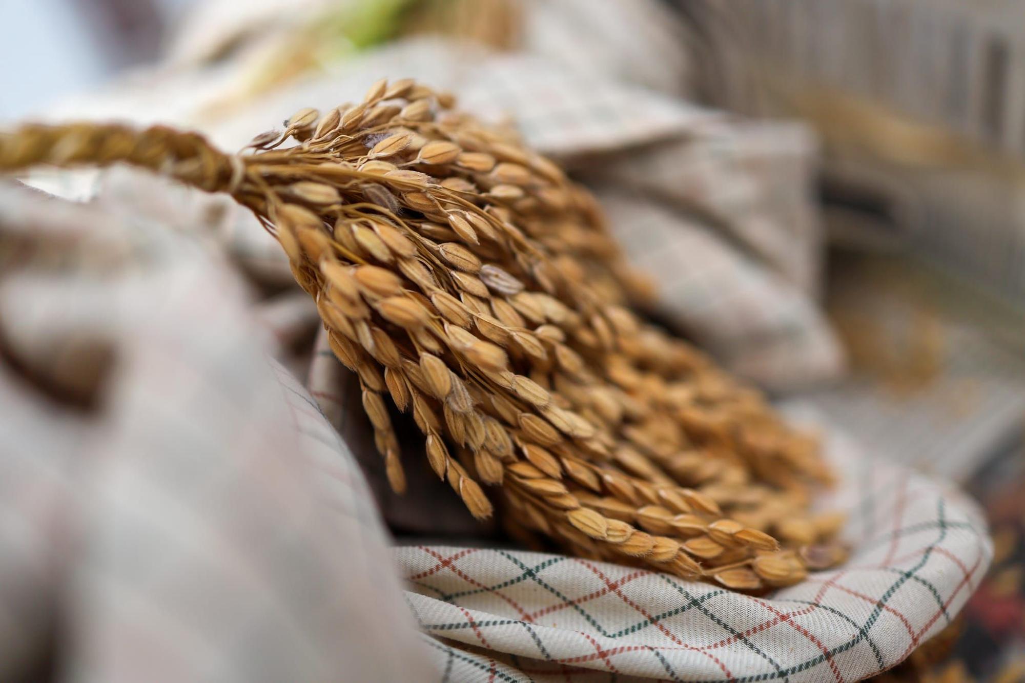 El puerto de Catarroja reúne a 5.000 personas en la Fiesta de la siega del arroz