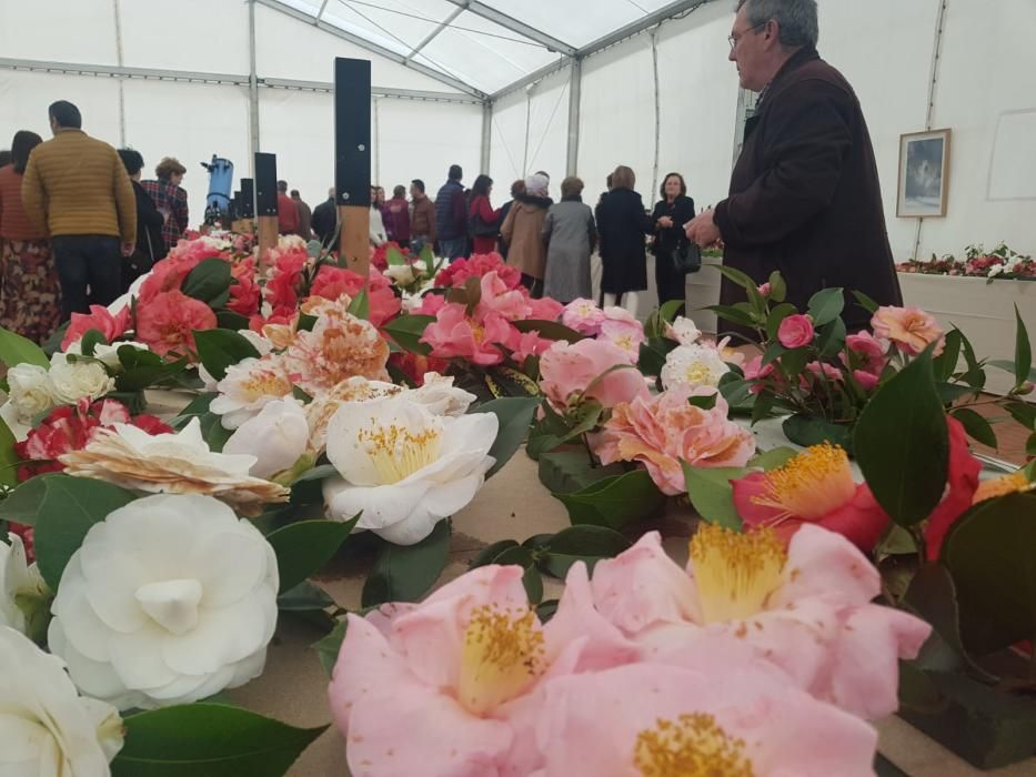 Éxito de la muestra de camelias en Luarca