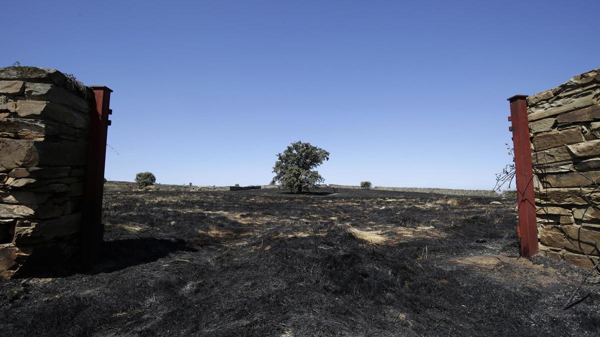 INCENDIO ASTORGA | Detenido un peregrino en el Camino de Santiago ...