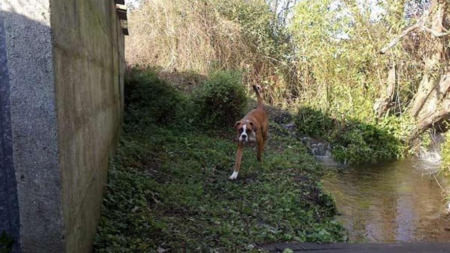 Tramo del río donde se interrumpe el desbroce