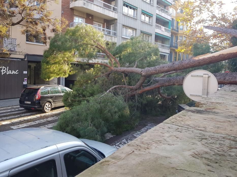 Cau un arbre davant la residència Mont Blanc, a Manresa