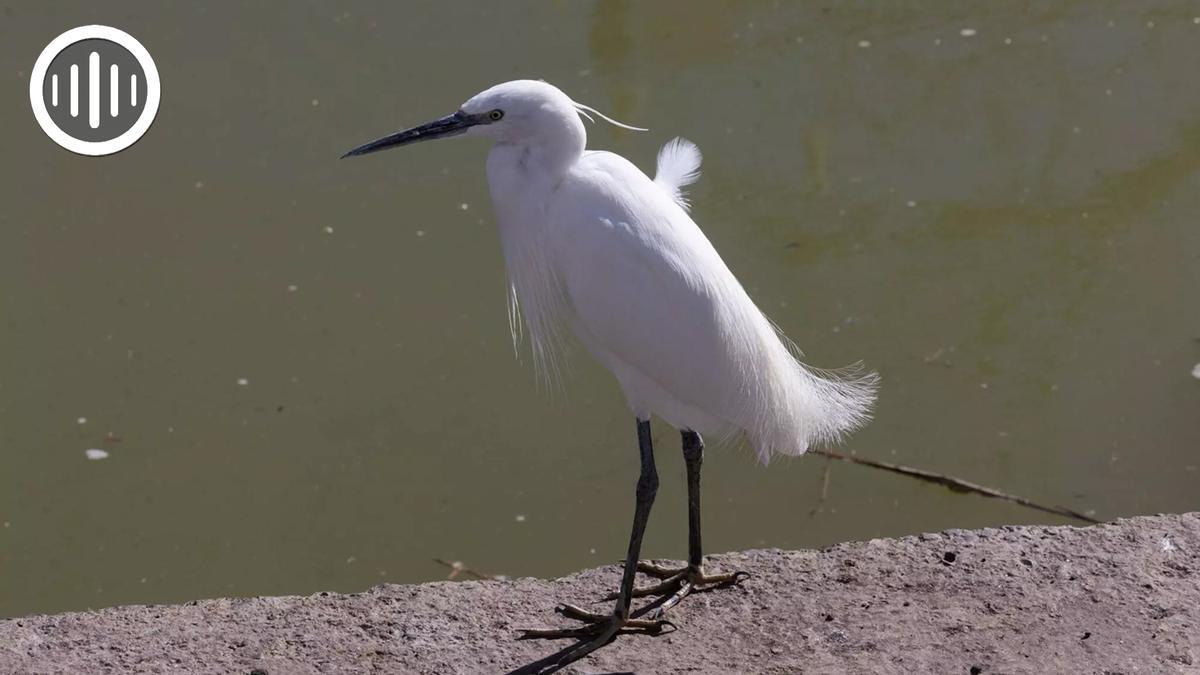Un ave en l'Albufera