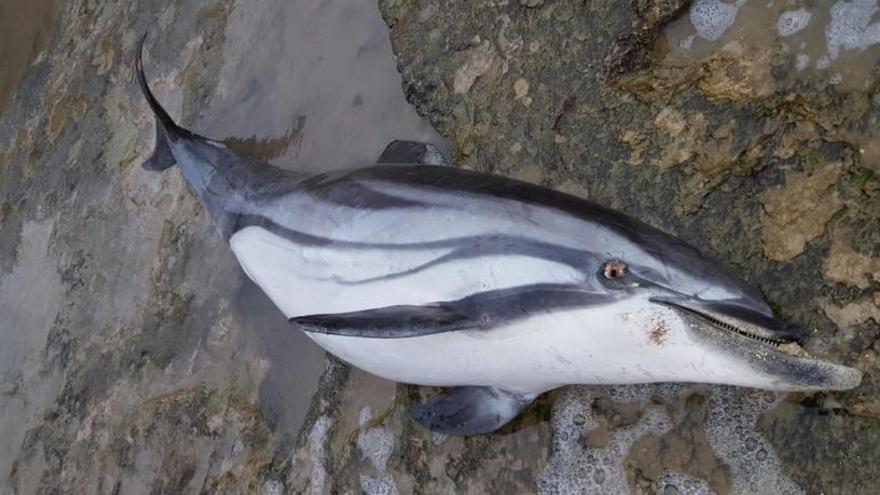 Aparece un delfín muerto en la cala de la Zorra de Torrevieja