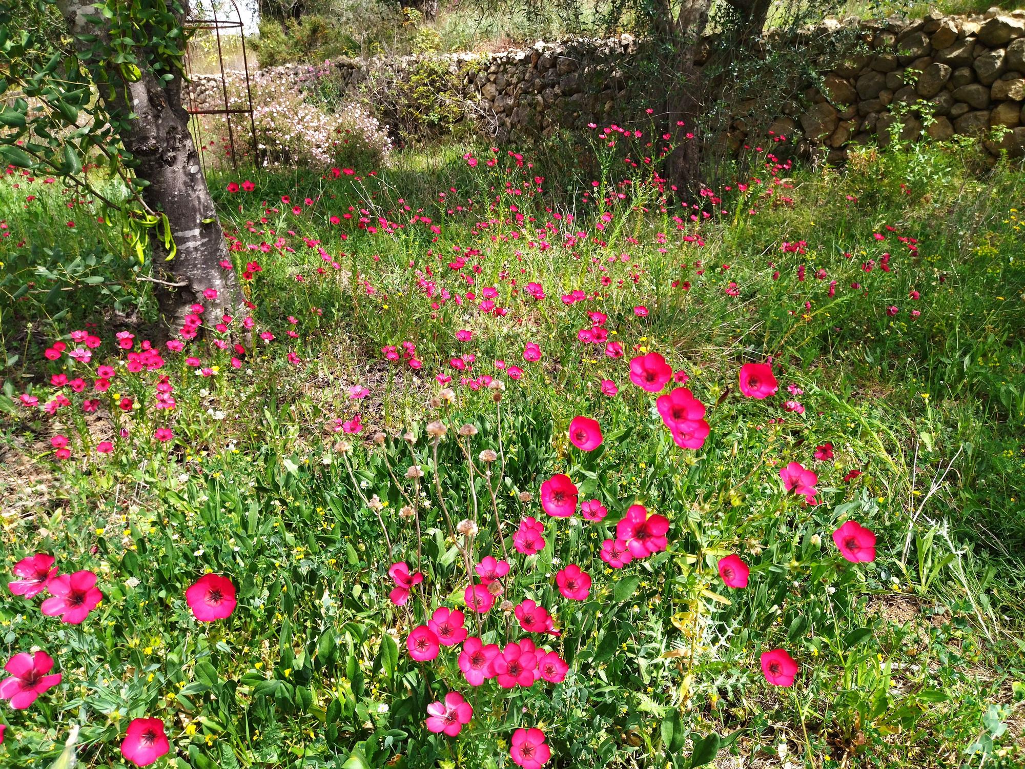 ¿Qué fue del jardín de los lirios de Bèrnia, en Benissa, el más grande de España?