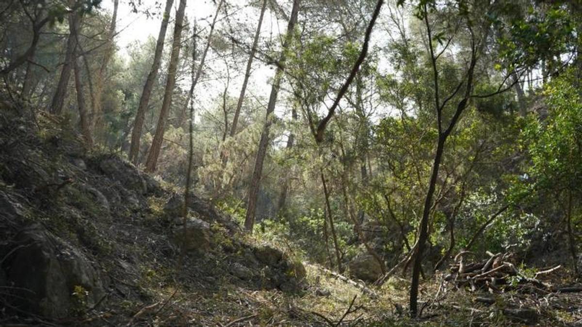 Llamamiento a la prevención y responsabilidad ciudadana incendios.