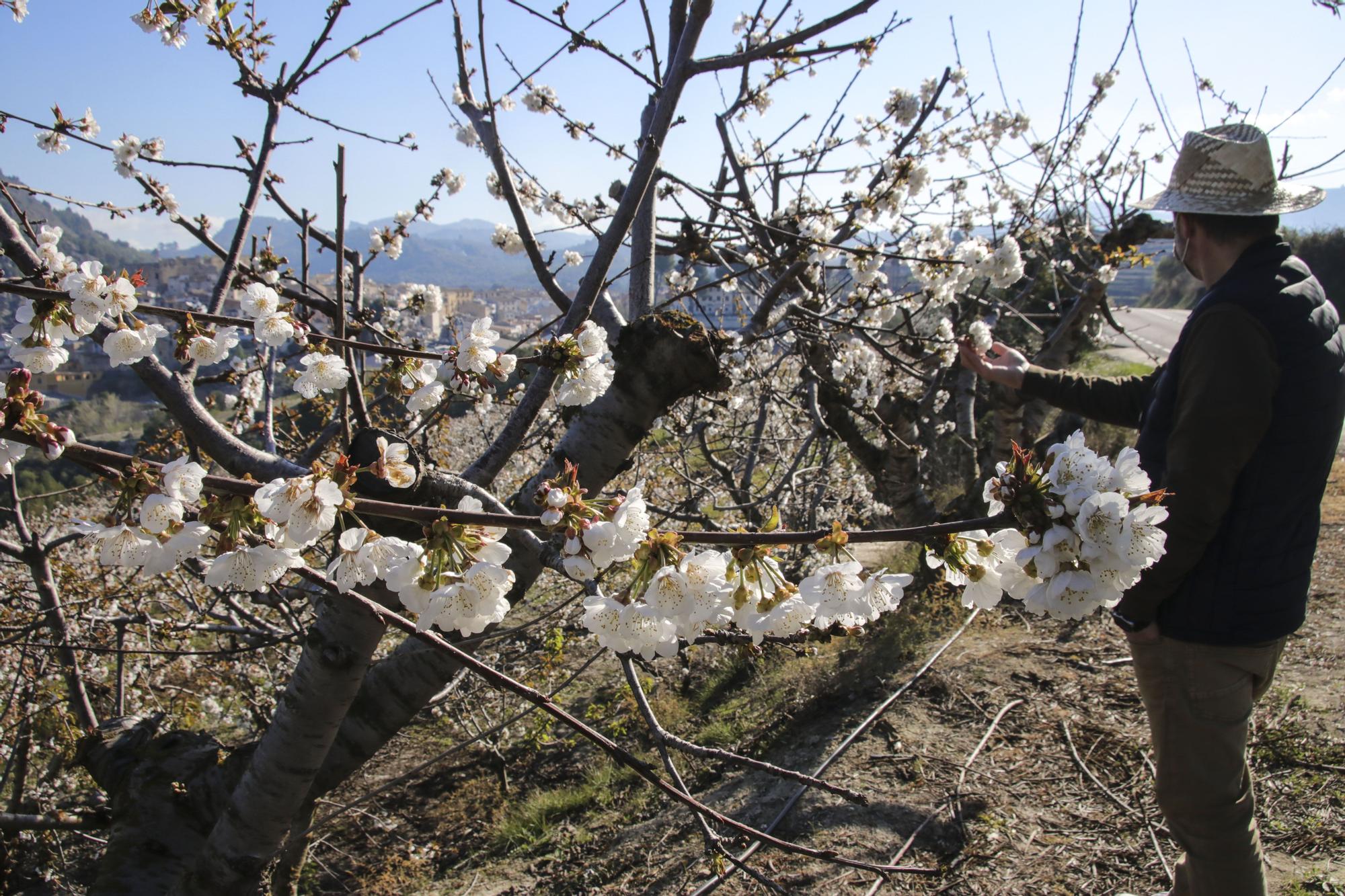 Cerezos en flor en Planes