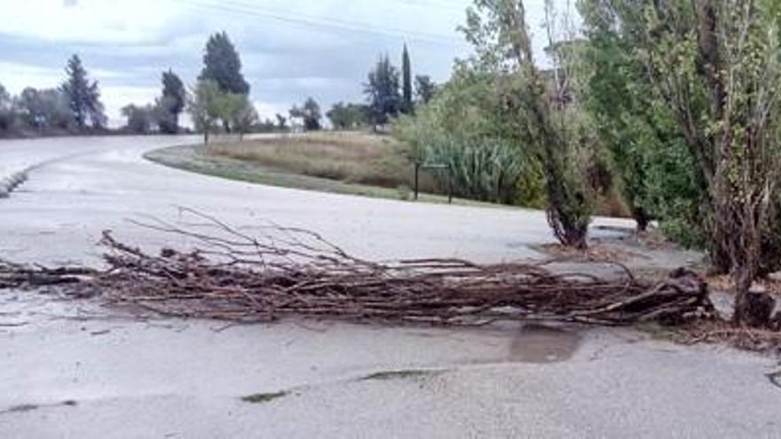 La pluja fa caure un arbre al camí de l&#039;Aigua, a Manresa