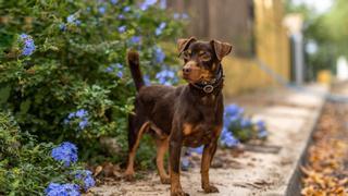 Los abandonos en Son Reus se disparan y el ayuntamiento de Palma llama a la adopción