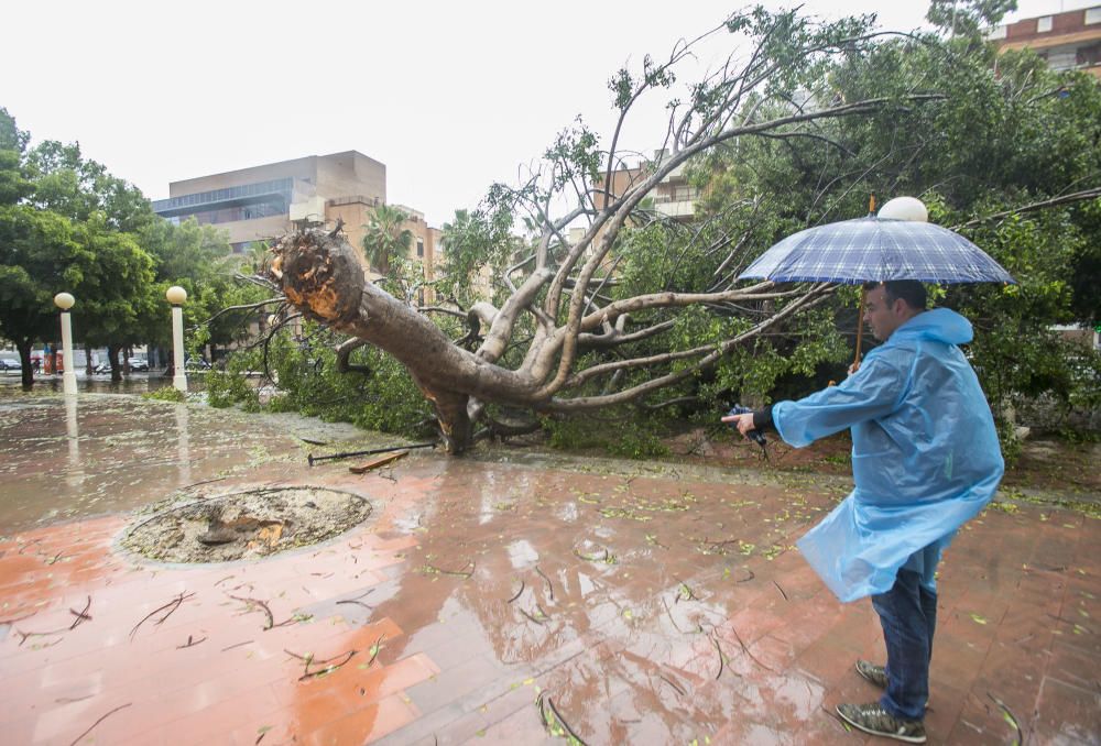 Destrozos de la gota fría en la provincia de Alicante.