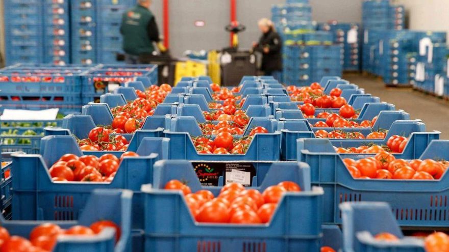 La exportación española de tomate a la UE ha descendido un 25% desde el año 2014. | EFE