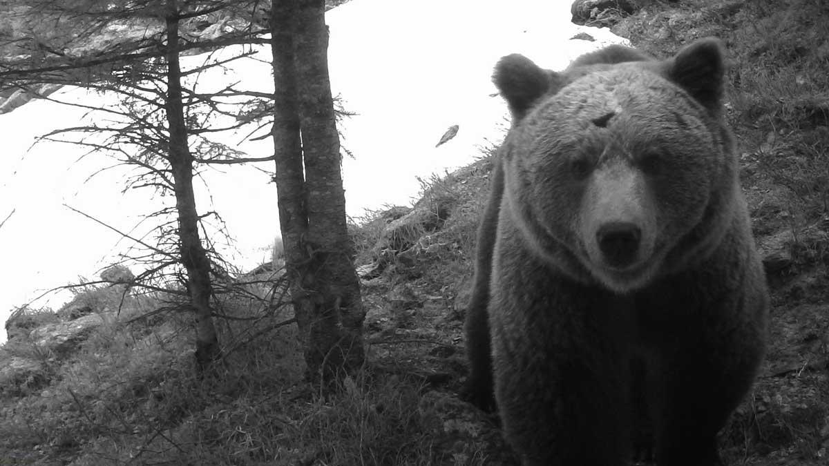 Osos en el Pirineo