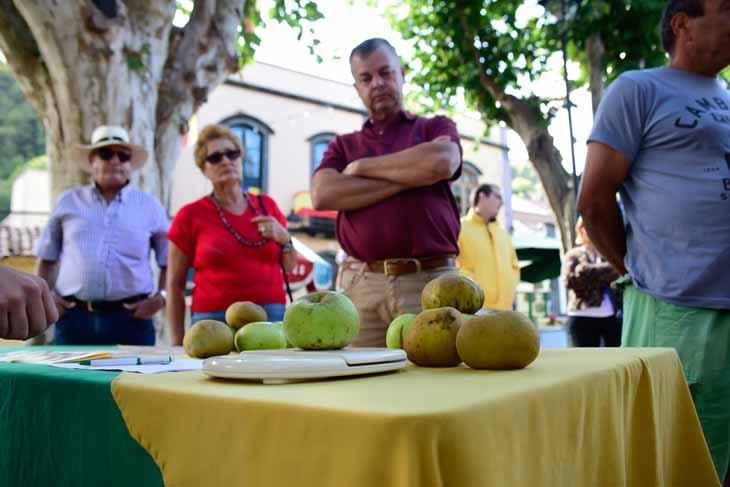 Fiesta de la manzana de Valleseco