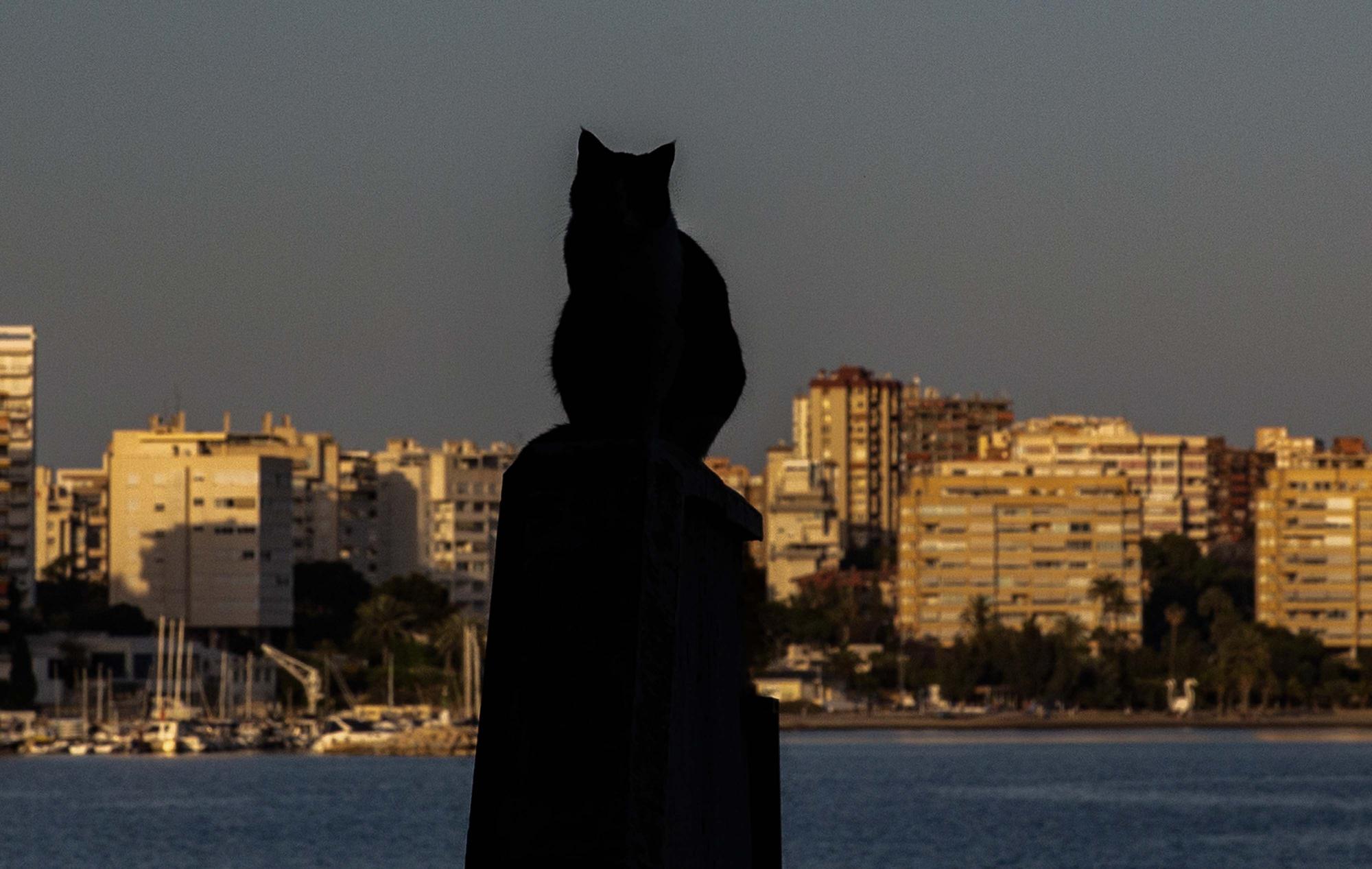 La sombra de un gato resalta sobre el mar de hormigón en la Albufereta