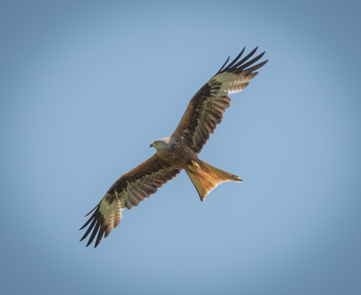 Un milano real sobrevuela la finca Casa Eulogio, en Rivas-Vaciamadrid.
