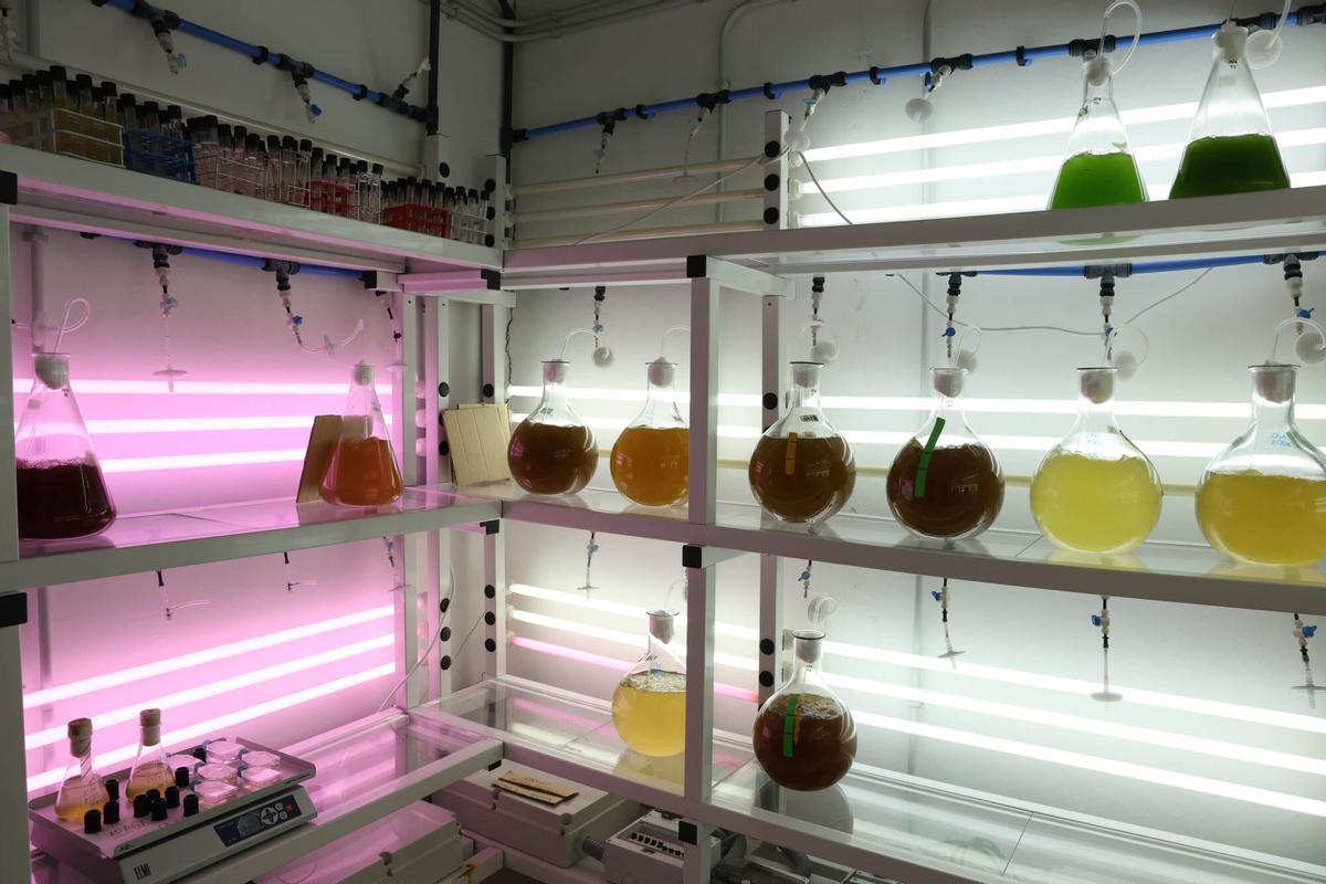 Sala 1 de cultivo de microalgas.